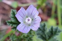 Malva neglecta