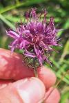 Centaurea scabiosa
