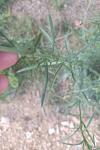 Erigeron canadensis
