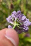 Scabiosa columbaria