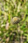 Scabiosa columbaria