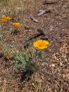 Eschscholzia californica