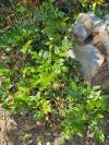 Berberis aquifolium