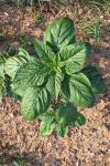 Amaranthus hybridus