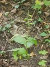 Epipactis helleborine