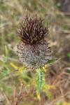 Cirsium eriophorum