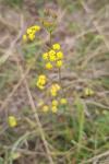 Bupleurum falcatum