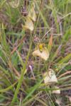 Blackstonia perfoliata