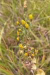 Blackstonia perfoliata