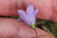 Campanula rotundifolia