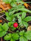 Potentilla indica