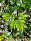 Berberis aquifolium
