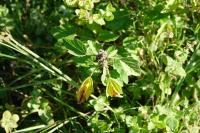 Althaea officinalis