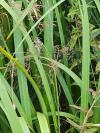 Scirpus sylvaticus