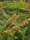 Rumex hydrolapathum