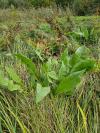 Rumex hydrolapathum