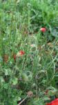 Papaver rhoeas