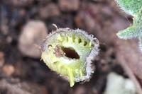 Arctium minus