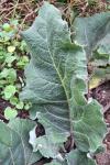Arctium minus