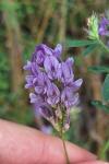 Medicago sativa