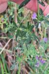 Medicago sativa