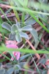Ononis spinosa