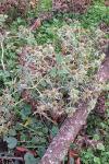 Eryngium campestre