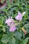 Saponaria officinalis