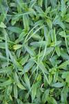 Saponaria officinalis