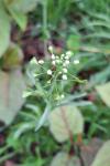 Capsella bursa-pastoris