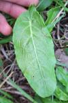 Rumex acetosa