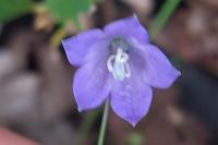 Campanula rotundifolia