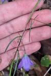 Campanula rotundifolia