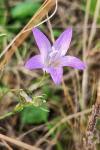 Campanula rapunculus