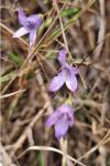 Campanula rapunculus