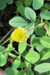 Trifolium campestre
