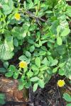 Trifolium campestre