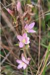 Centaurium erythraea
