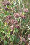 Clinopodium vulgare