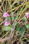 Clinopodium vulgare