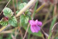 Clinopodium vulgare