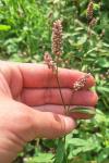 Persicaria maculosa