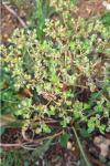 Euphorbia helioscopia