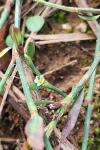 Polygonum aviculare