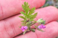 Erodium cicutarium