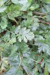 Erodium cicutarium