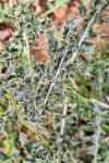 Cirsium arvense