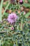 Cirsium arvense