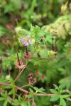 Geranium pusillum