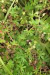 Geranium pusillum